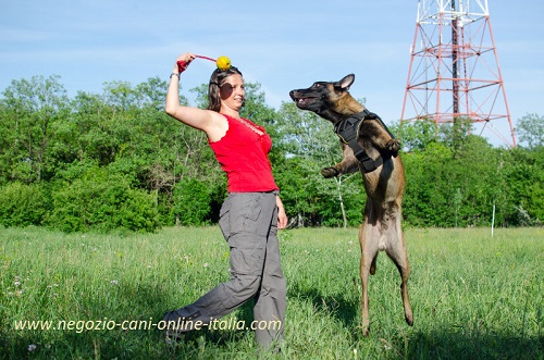 Giochi allegri del cane con la palla in gomma