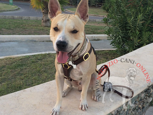 Guinzaglio in pelle naturale per
Amstaff Harlock