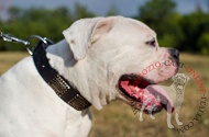 Collare in pelle "Rococo Style" per Bulldog Americano Collare in pelle "Rococo Style" per Bulldog Americano
