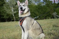 Straordinaria pettorina in cuoio "Fuoco" per Alaskan Malamute