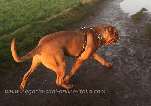 Pettorina in pelle naturale per
cane