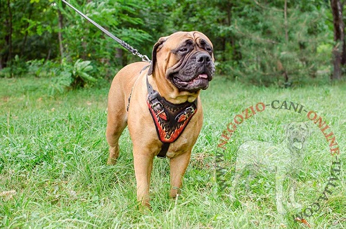 Straordinaria pettorina in cuoio per cani di taglia media
e grande