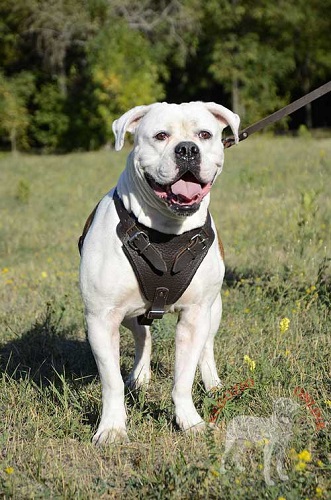 Perfetta pettorina in cuoio per Bulldog Americano