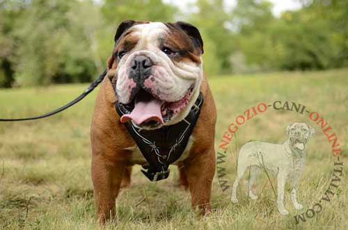 Bellissima pettorina in cuoio disegnata a mano indossata
da Bulldog Inglese