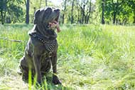 Bellissima pettorina con decorazioni per Mastino Napoletano