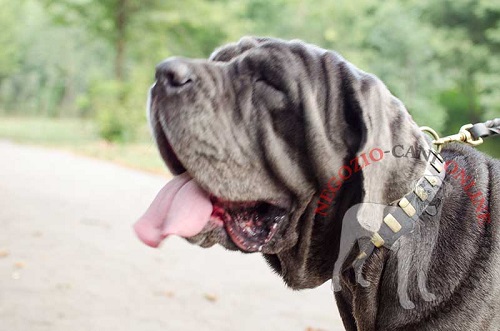 Mastino Napoletano con affascinante collare decorato
indosso