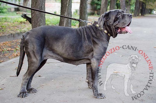 Magnifico collare in cuoio stile vintage
indossato da Mastino Napoletano