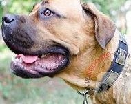 Collare in cuoio con piastrine in rilievo per Cane Corso