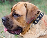 Collare decorato con placche rotonde per Cane Corso