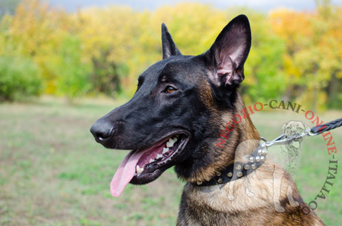 Collare per Malinois in pelle naturale