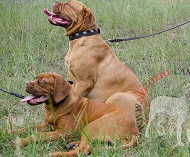 Splendido collare con borchie rotonde per Dogue de Bordeaux Splendido collare con borchie rotonde per Dogue de Bordeaux