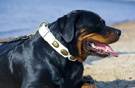 Collare in pelle bianca "Vintage Gem" per Rottweiler