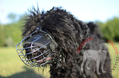 Museruola a cestello in metallo indossata da Black Russian Terrier