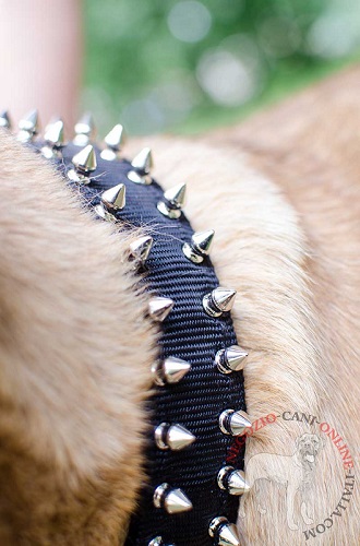 Originale e resistente collare in nylon per Cane Corso