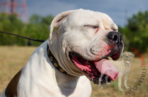 Collare per passeggiate quotidiane con Bulldog Americano