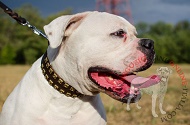 Collare in cuoio "Gift from Egypt" per Bulldog Americano Collare in cuoio "Gift from Egypt" per Bulldog Americano