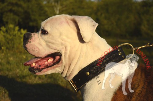 Labrador Retriever con bellissimo collare in cuoio doppio