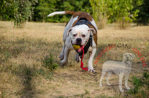 Palla per cane realizzato in una fusione monoblocco