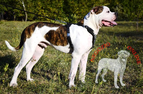 Comoda pettorina in pelle naturale indossata da Bulldog Americano