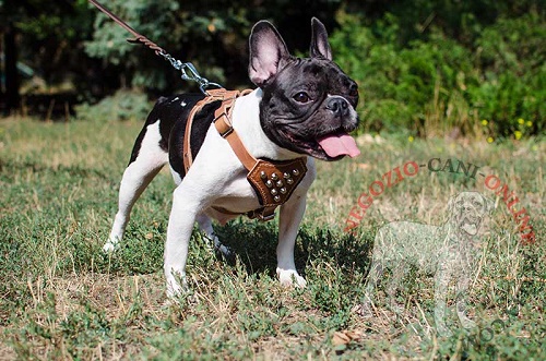 Elegante pettorina in cuoio con decorazioni attaccata
al guinzaglio