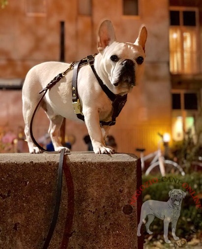 Elegante pettorina decorata per passeggiate con Bulldog Francese