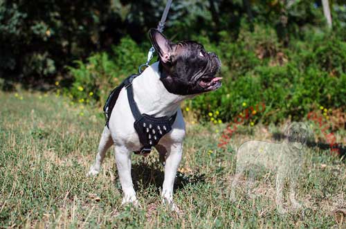 Elegante pettorina in cuoio decorata per cani di piccola
taglia come Bulldog Francese