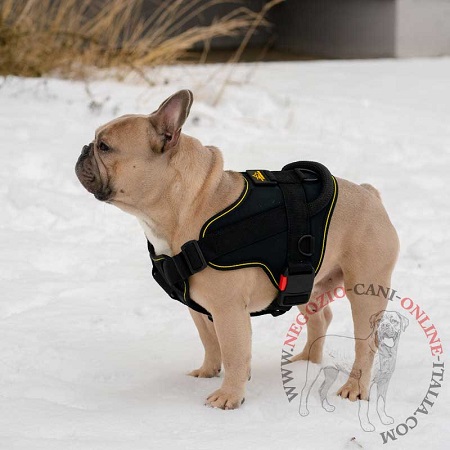 Leggera
pettorina in nylon per Bulldog Francese