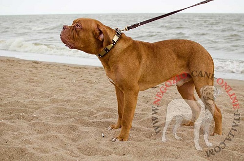 Elegante collare con decorazioni
indossato da Dogue de Bordeaux