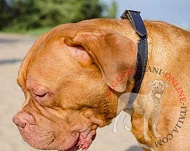 Pratico collare multifunzionale per Dogue de Bordeaux