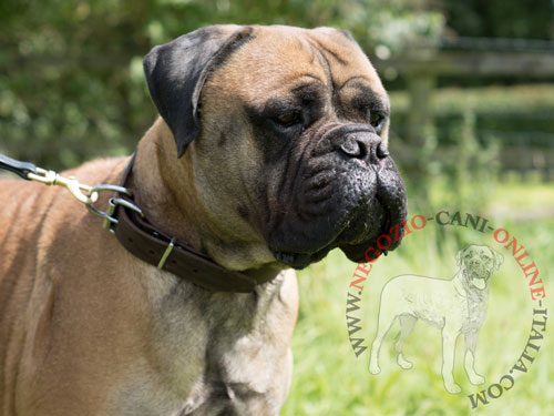 Comodo collare in cuoio con targhetta per cane