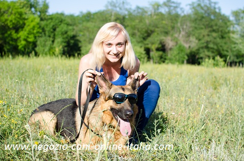 Educazione E Addestramento Del Cane Adulto Negozio Cani