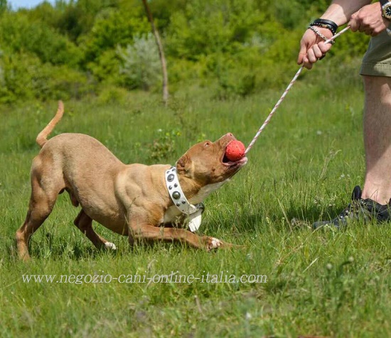 Pitbull con collare in cuoio bianco