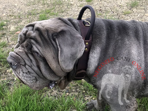 Collare in pelle con maniglia per Mastiff