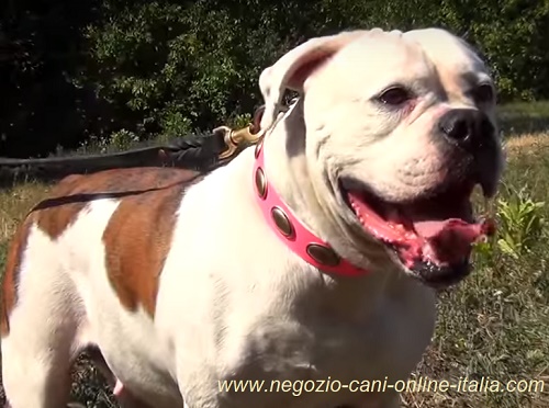 Elegante collare rosa con decorazioni per cane