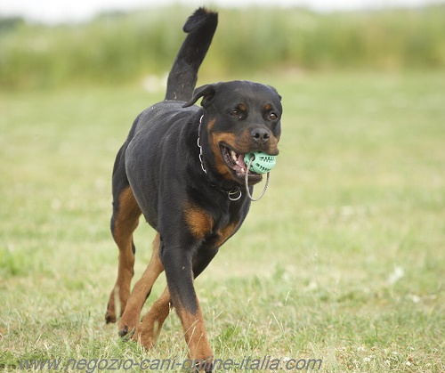 Cane con palla dentale per il gioco