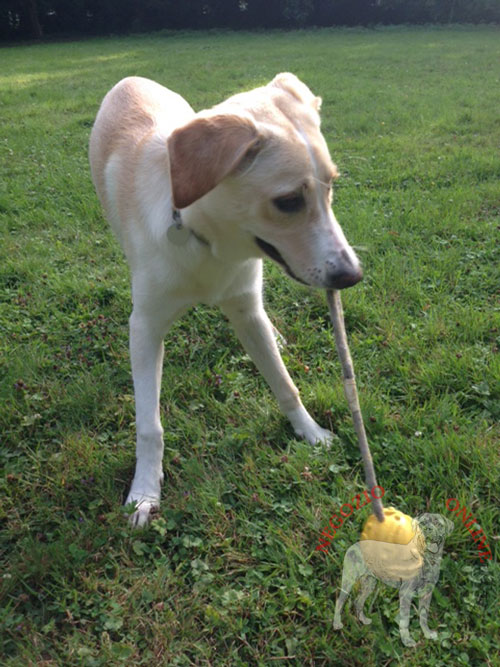 Palla in gomma per giochi con cane