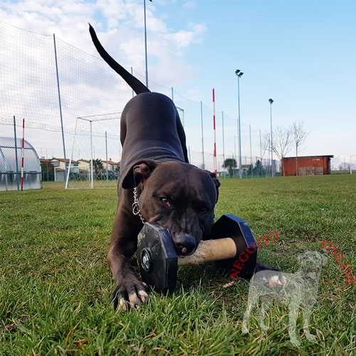 Addestramento del cane con manubrio in legno