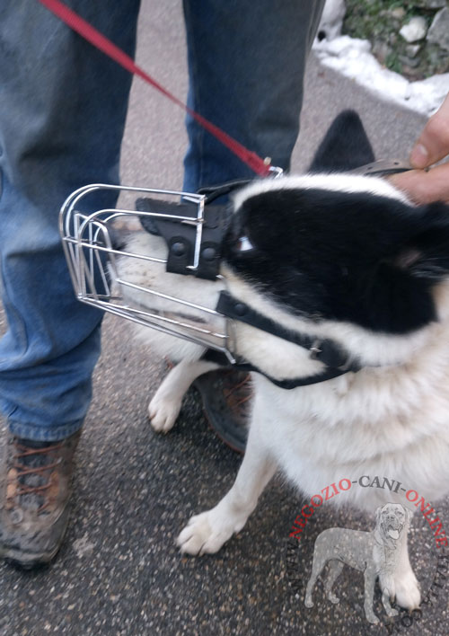 Cane da orso della Carelia con comoda museruola indosso