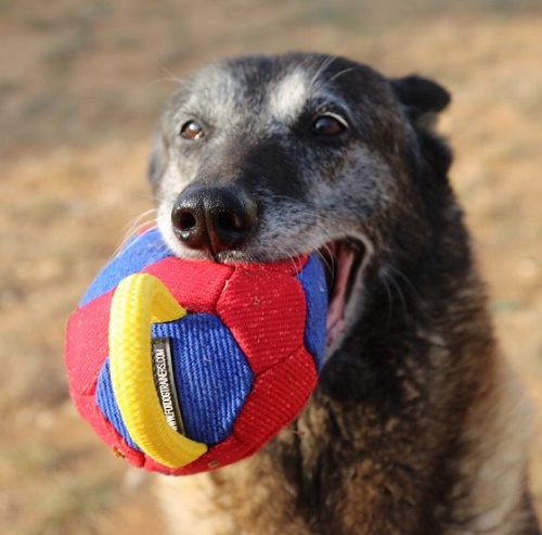 Palla da gioco per cane