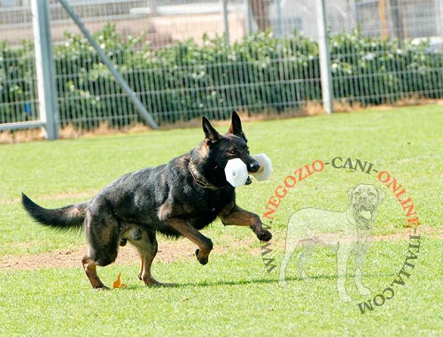 Manubrio in legno per addestramento del cane