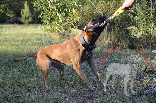 Salamotto da mordere in juta per addestramento del cane giovane