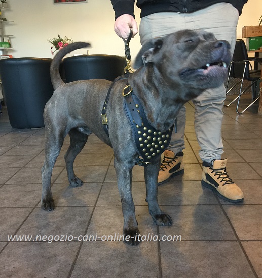 Pettorina decorata in pelle per Cane Corso