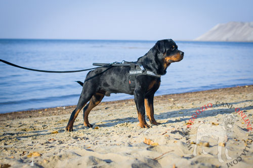 Comoda e durevole pettorina per lavoro di Rottweiler