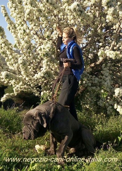 Guinzaglio in pelle intrecciata per passeggiate con Mastino Napoletano