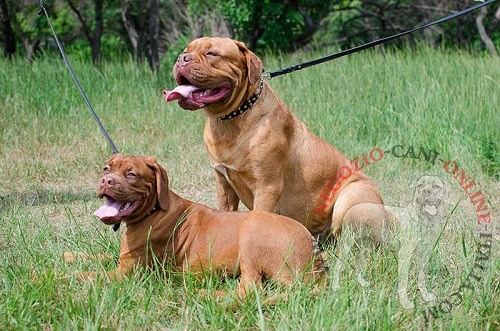 Collare in cuoio per Dogue de Bordeaux