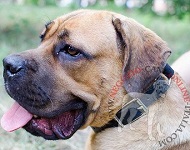 Collare in cuoio multifunzionale per Cane Corso