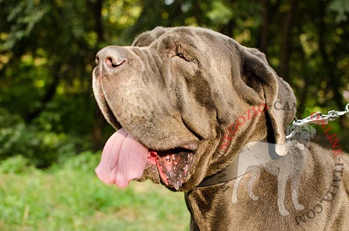 Collare in cuoio largo indossato da Mastino Napoletano