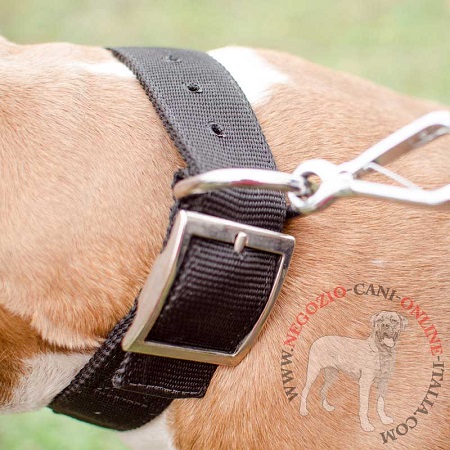 Collare doppio in nylon per Amstaff