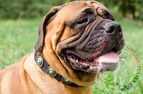 Bullmastiff con
collare con decorazioni ricercate indosso