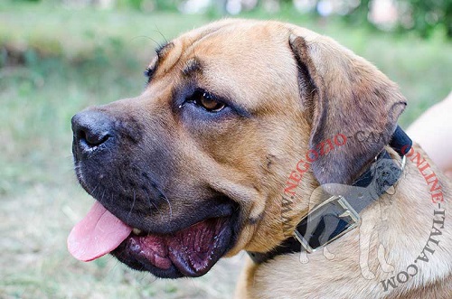 Comodo collare in pelle per Cane Corso